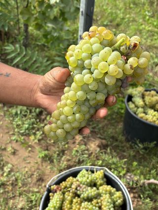 Ešte stále máme čo oberať. Tentoraz ručné oberanie 🍇 #vinidi #oberacka #slovenskevinarstvo #nitraregion